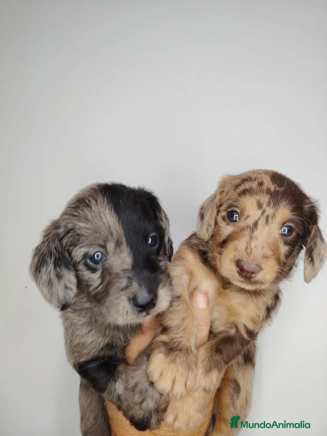 Raza Mixta perros en venta: Doxiepoo - Anuncio 1