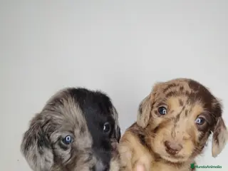 Raza Mixta perros Doxiepoo - Anuncio 3