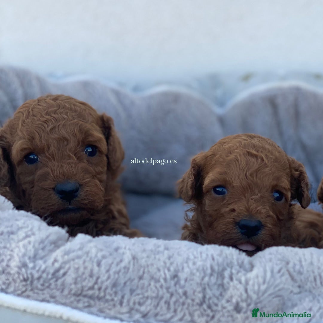 Caniche Toy perros Cachorros de Caniche toy y enano disponibles en Madrid - Anuncio 42