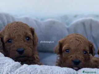 Caniche Toy perros Cachorros de Caniche toy y enano disponibles en Madrid - Anuncio 20