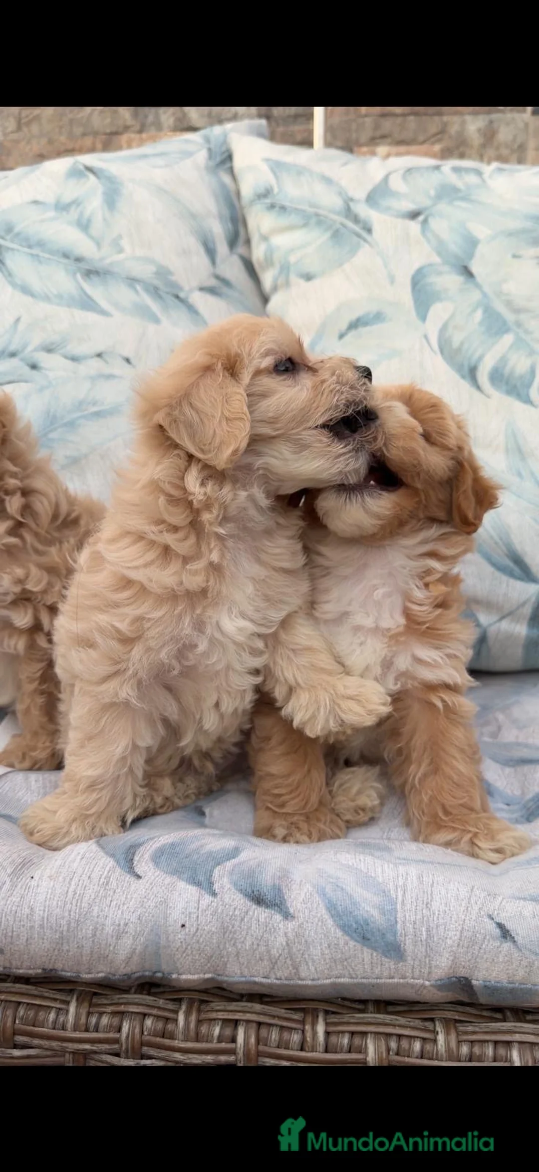 Maltipoo perros en venta: Maltipoo - Anuncio 8