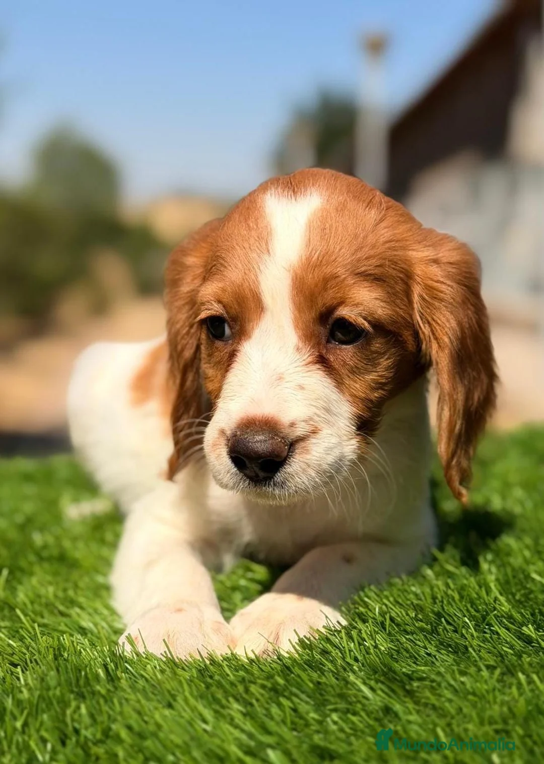 Épagneul Breton perros en venta: BRETON - Anuncio 1