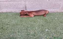 Pinscher Miniatura perros en venta: Pinscher hembra - Imagen 8