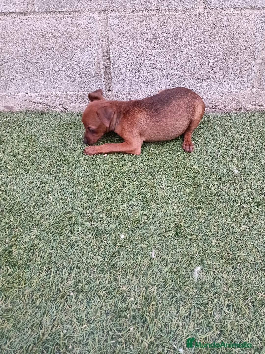 Pinscher Miniatura perros en venta: Pinscher hembra - Imagen 8