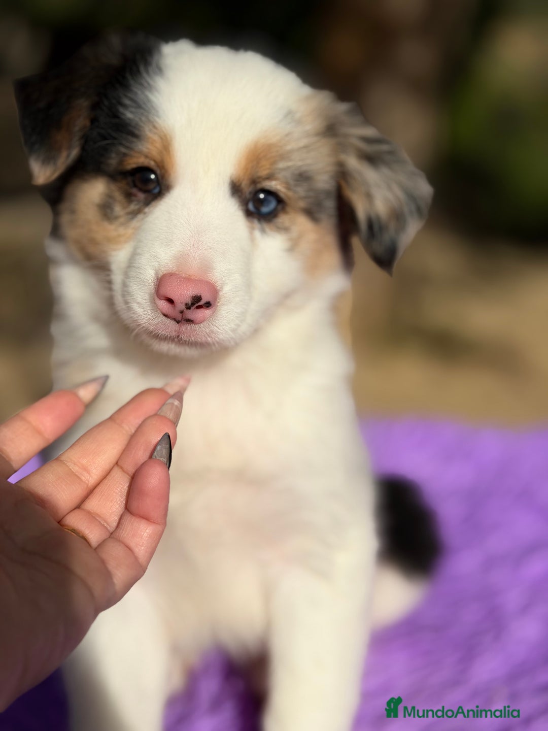 Border Collie perros en venta: Border collie Merle  - Anuncio 7