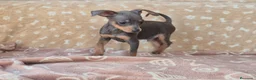 Pinscher Miniatura perros en venta: Pinscher Miniatura Cachorros Cría Responsable  - Anuncio 1