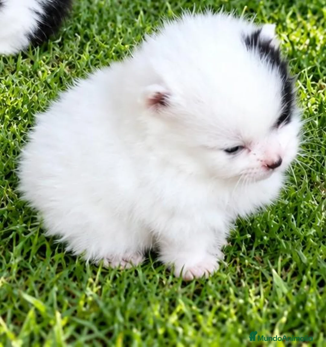 Pomerania perros en venta: POMERANIAS, PRECIOSAS HEMBRITAS TOY - Anuncio 2