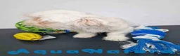 Bichón Habanero perros en venta: Bichon Habanero Macho 6220 AQUANATURA - Anuncio 4