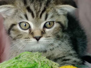 Scottish Fold gatos en Barcelona - Anuncio 5