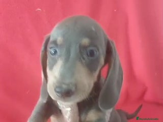 Teckel Miniatura perros - Anuncio 3