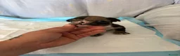 Bulldog Francés perros en venta: Bulldog francés black merle  - Anuncio 4