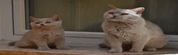 Británico de Pelo Corto Azul gatos en venta: Cachorros british shorthair lilac y blue en Valencia - Anuncio 3