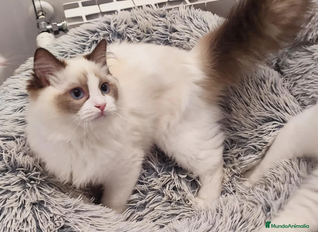Ragdoll gatos en venta: Gatita Ragdoll Seal Bicolour - Anuncio 7