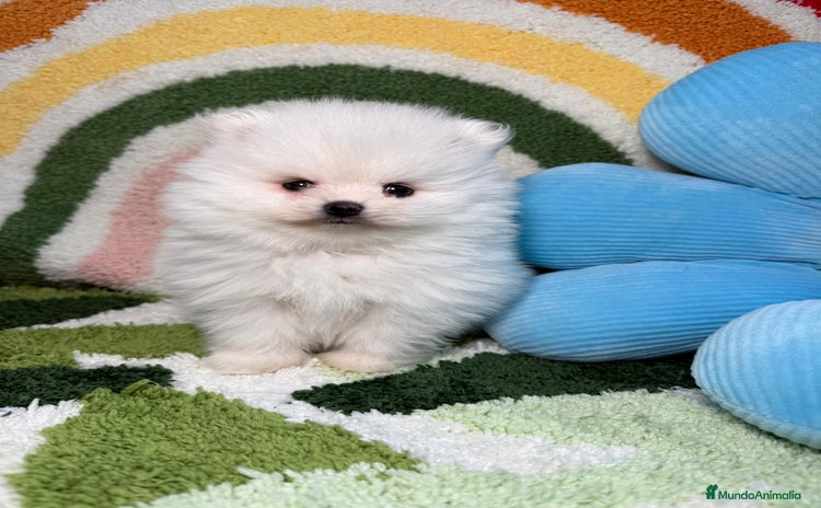 Pomerania perros - Anuncio 1
