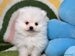 Pomerania perros - Anuncio 2