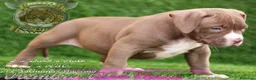 American Bully perros en venta: AMERICAN BULLY XL / AMERICAN BULLY XXL - Anuncio 5