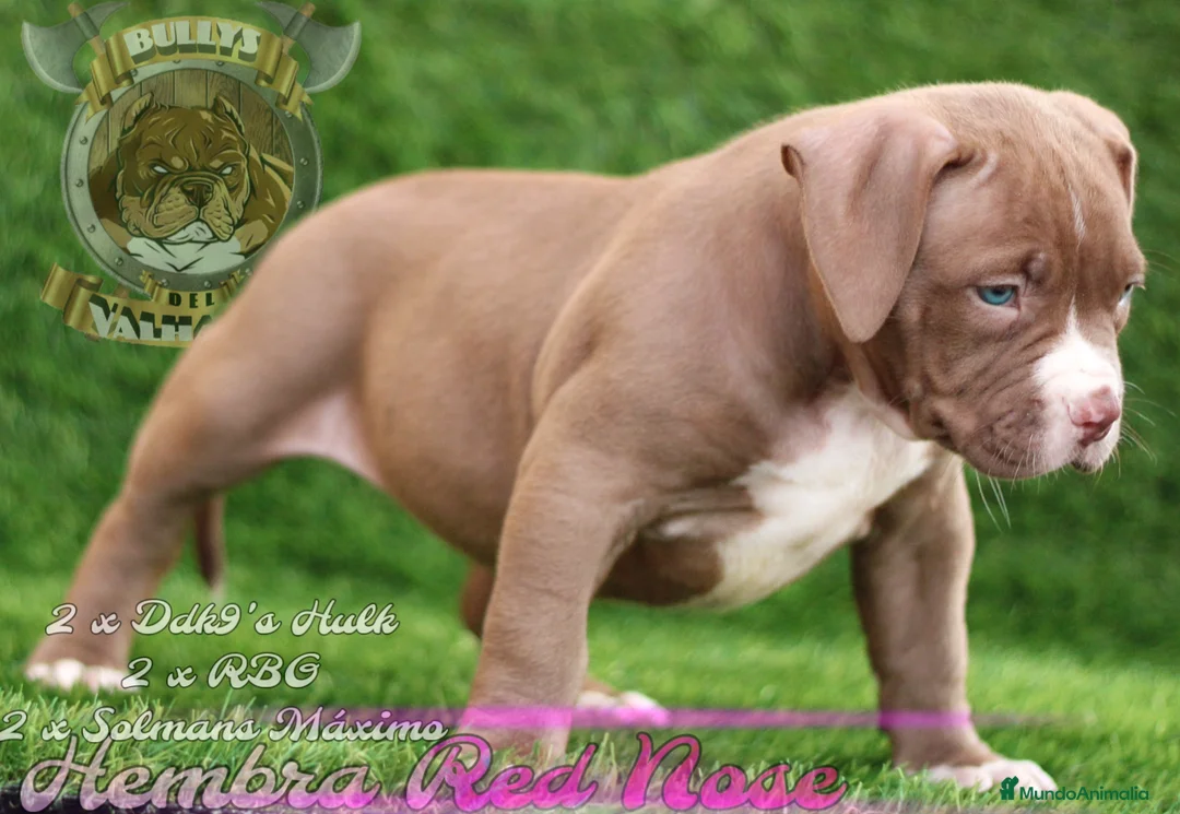 American Bully perros en venta: AMERICAN BULLY XL / AMERICAN BULLY XXL - Anuncio 5