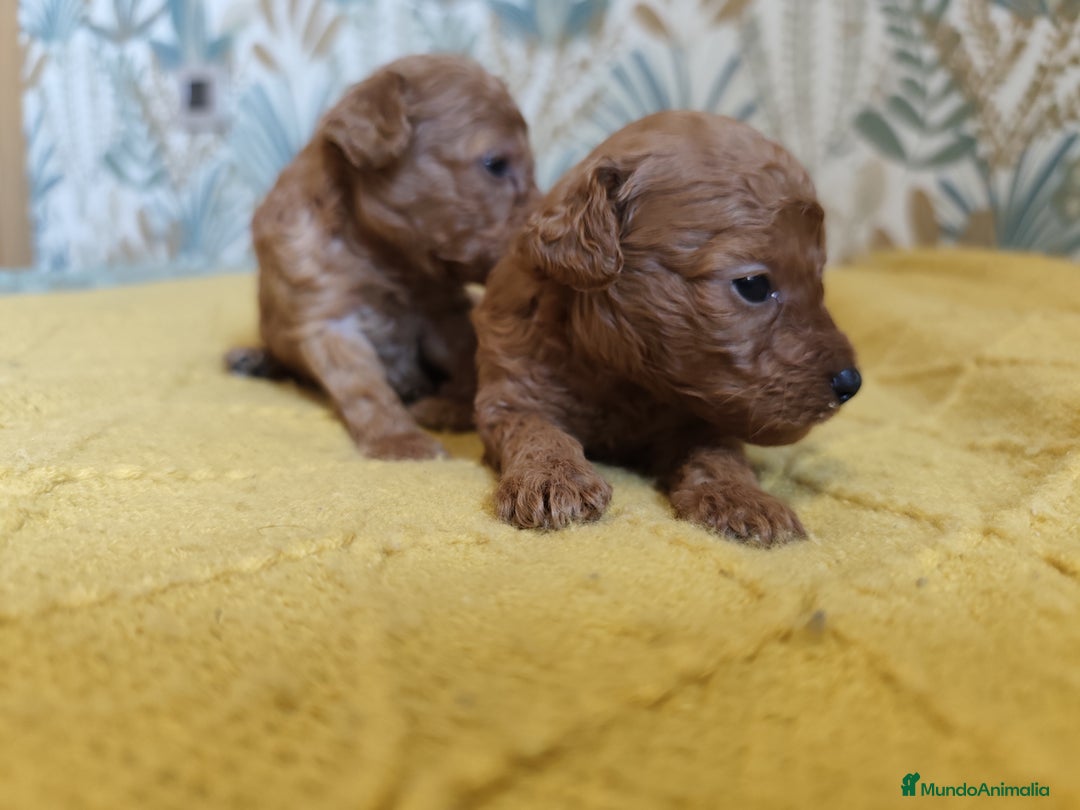 Caniche Enano perros en venta: Caniches enanos en Álava - Imagen 5