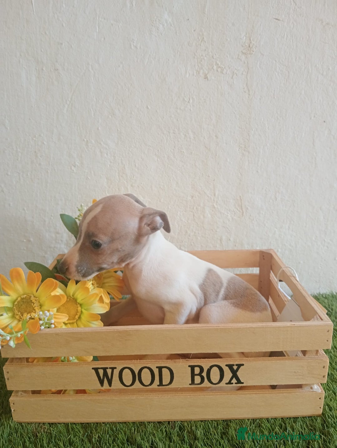 Pequeño Lebrel Italiano perros en venta: Piccolo italiano  - Imagen 7