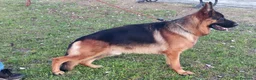 Pastor Alemán perros en venta: Cachorros de pastor alemán  - Anuncio 3