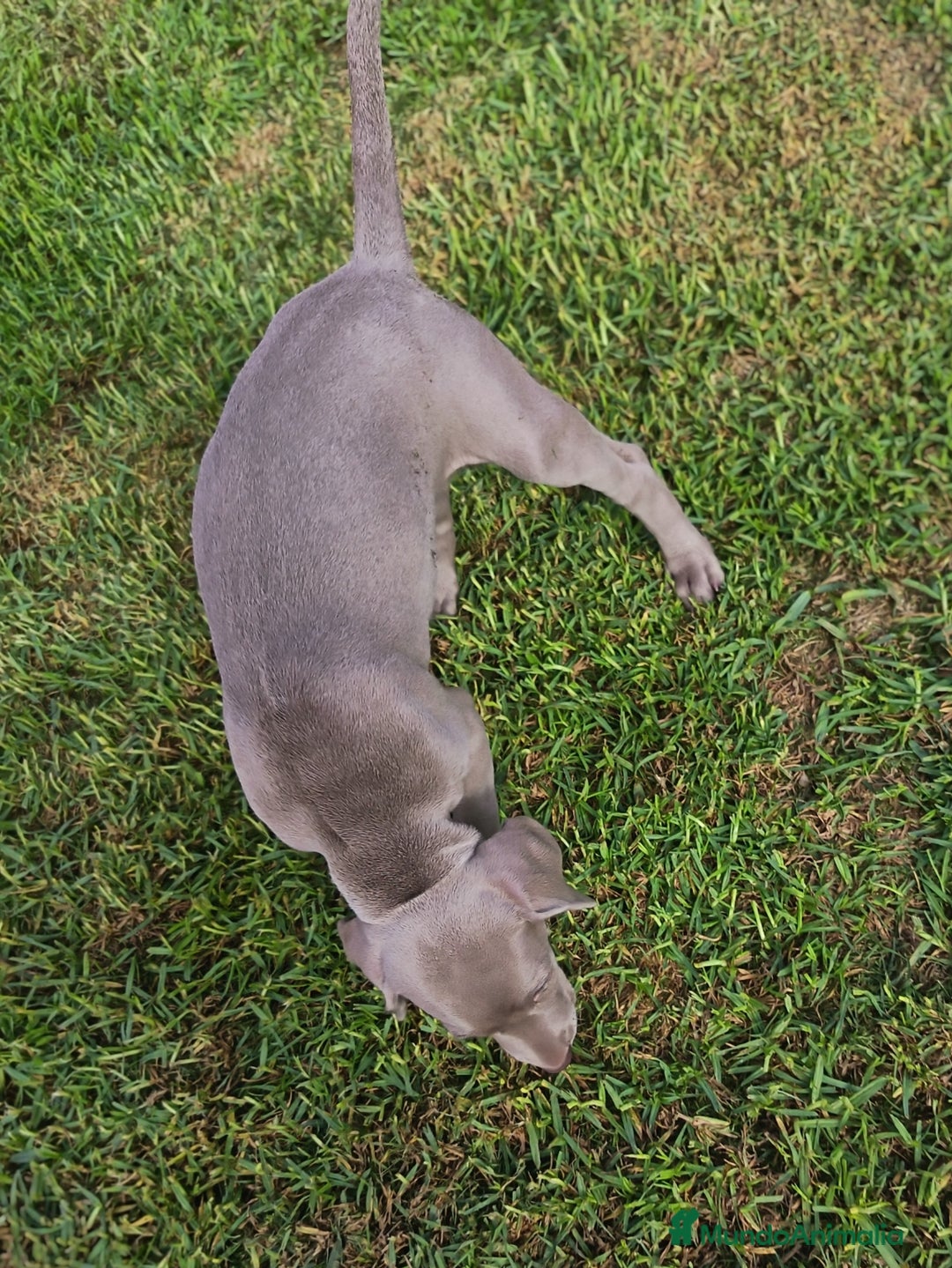 Weimaraner perros en venta: Cachorros braco de weimar - Imagen 4