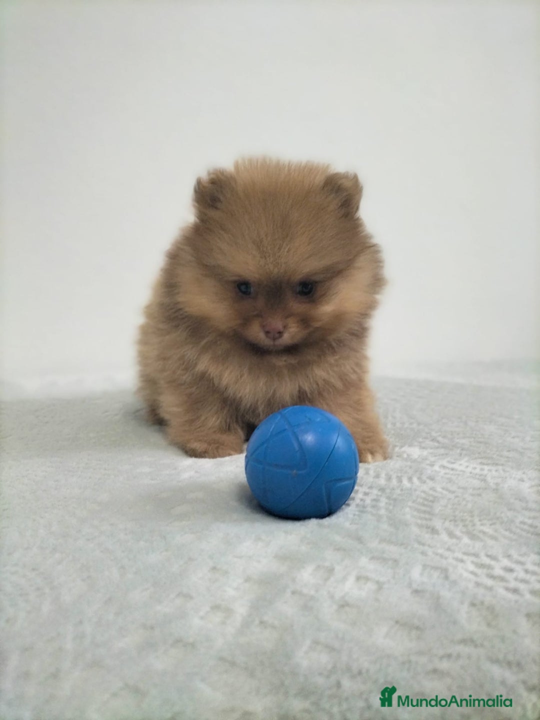 Pomerania perros en venta: Lulu pomerania  - Anuncio 2