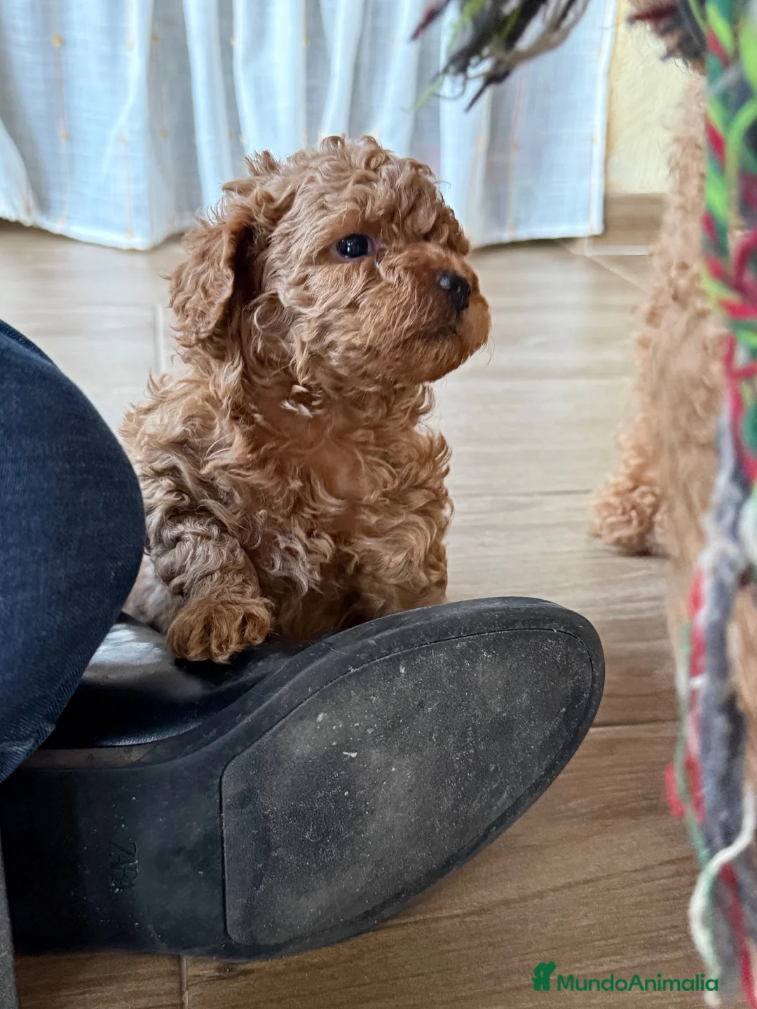 Raza Mixta perros en venta: Caniche enano rojo - Anuncio 4