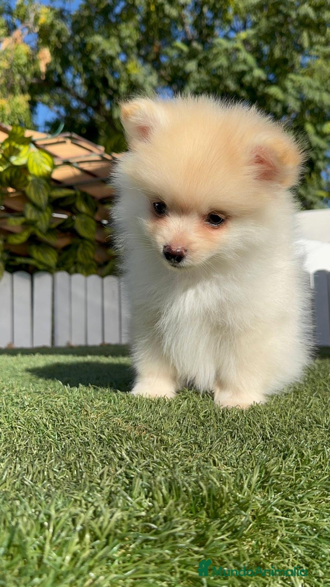 Pomerania perros en venta: POMERANIA MACHO - Imagen 8