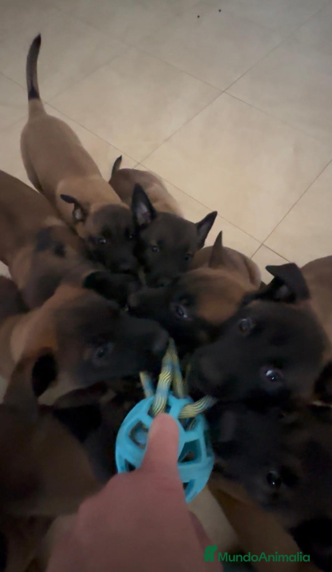 Pastor Belga Malinois perros en venta: Disponibles Malinois con pedigree  - Anuncio 1