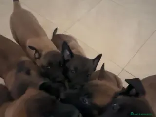 Pastor Belga Malinois perros Disponibles Malinois con pedigree - Anuncio 2
