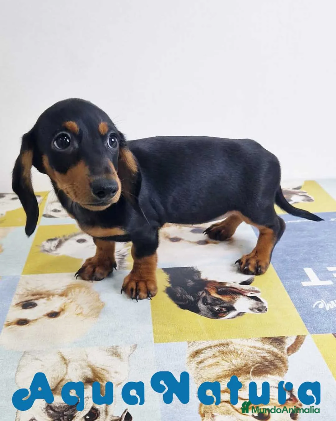 Teckel perros en venta: Teckel Hembra 0052 - AQUANATURA en Barcelona - Anuncio 11