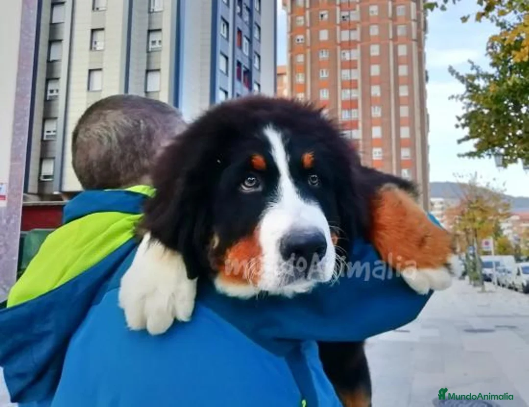 Imagen de galería {{count}}