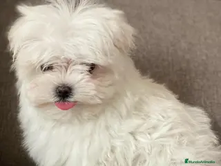 Bichón Maltés perros Cachorros de Bichon maltes en Madrid - Anuncio 33