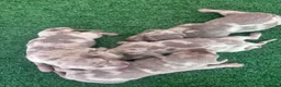 Teckel Miniatura perros en venta: Excelente camada de Teckel chocolate y arlequín  - Anuncio 3