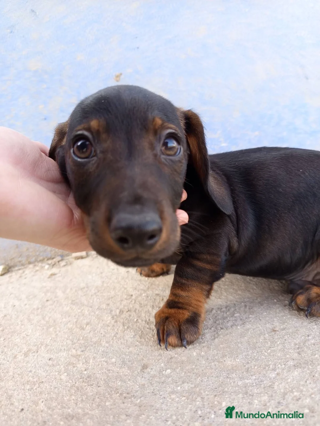Teckel Miniatura perros en venta: Precioso cachorro teckel - Anuncio 6