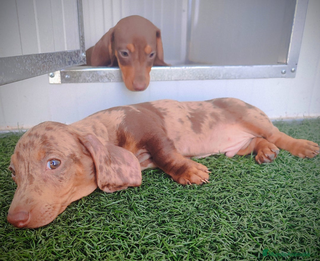 Teckel perros en venta: Teckel chocolate y Arlequín  - Imagen 10