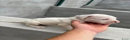 Dogo Argentino perros en venta: Dogo Argentino  - Anuncio 1