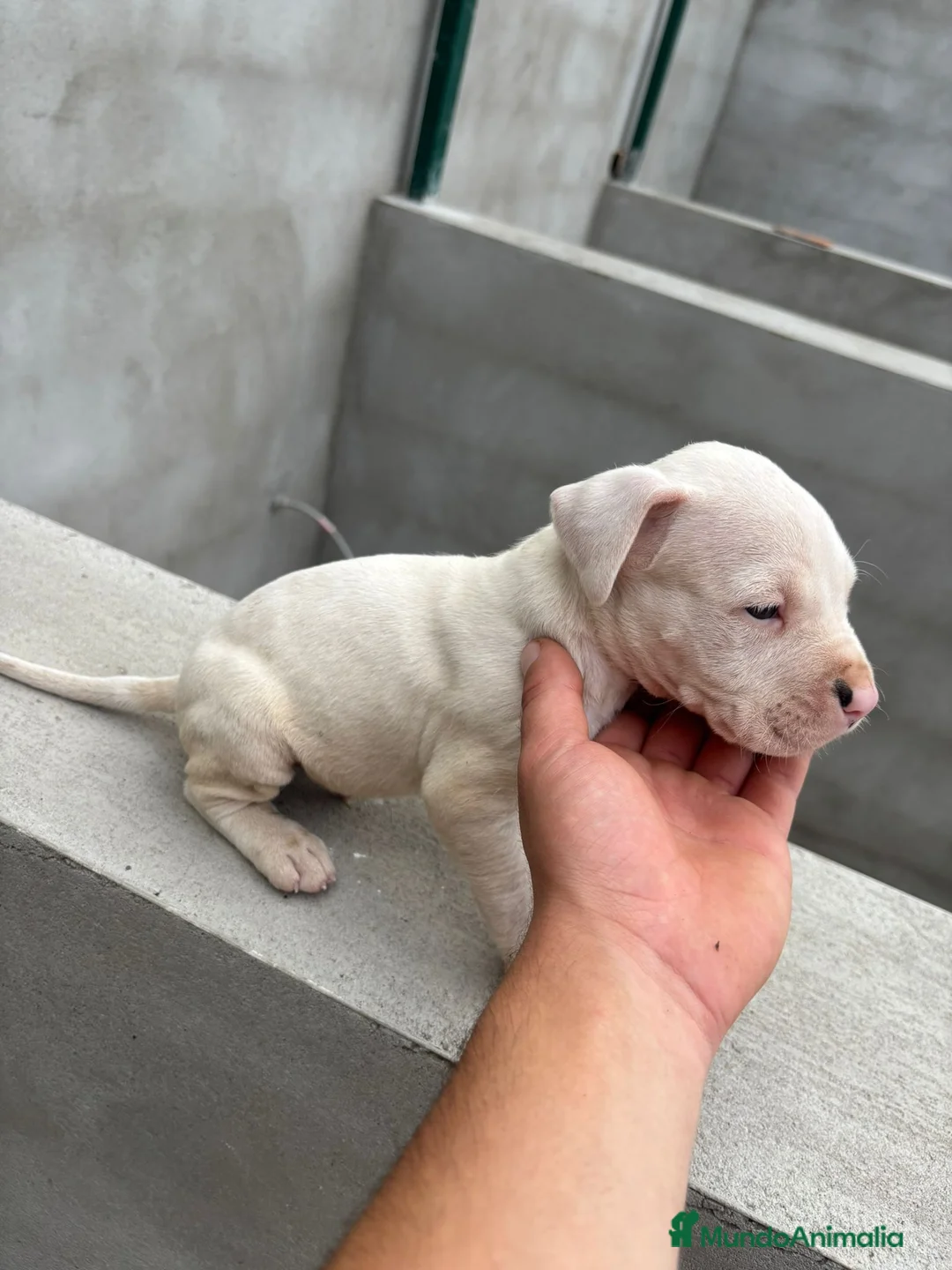 Dogo Argentino perros en venta: Dogo Argentino  - Anuncio 1