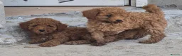 Caniche Toy perros en venta: Cachorros de caniche toy apricot y rojos - Anuncio 4