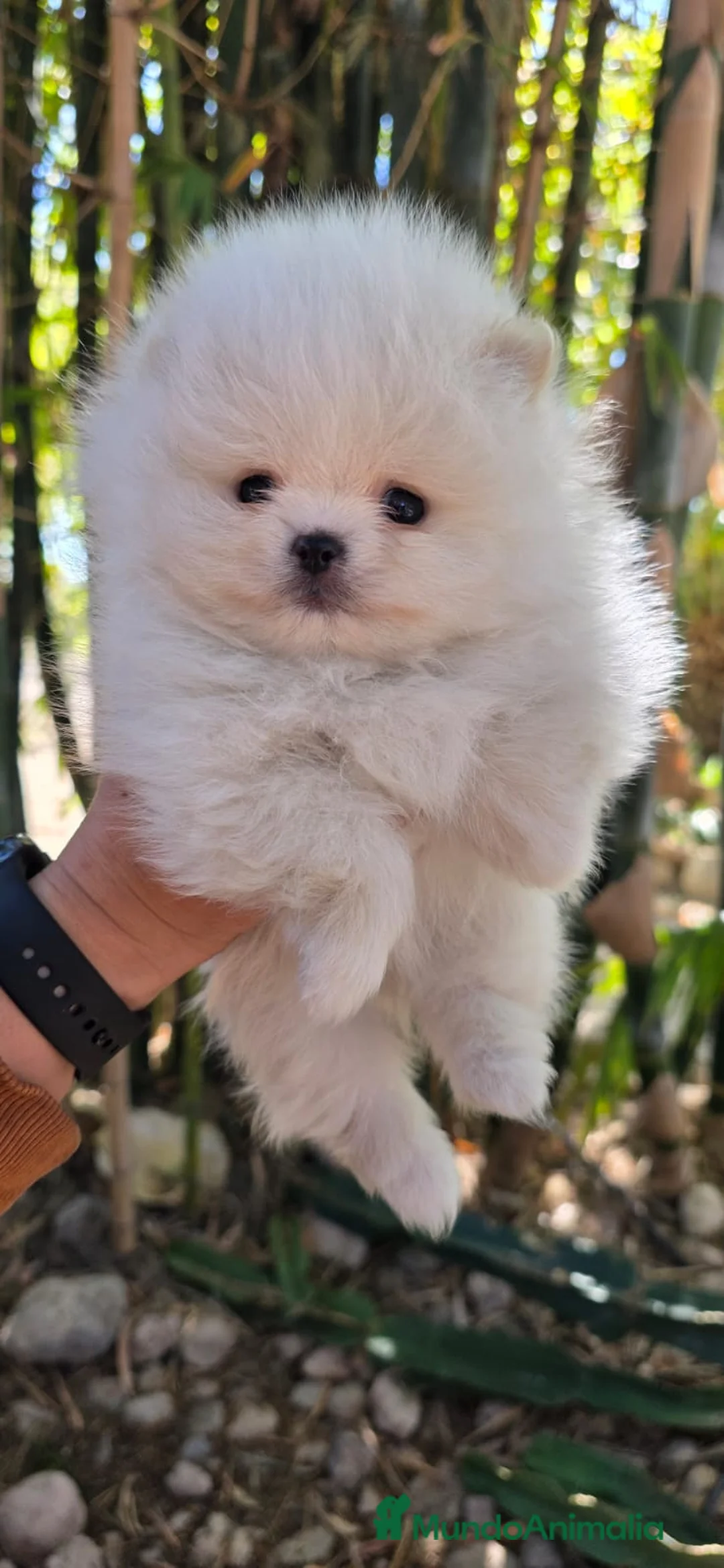 Pomerania perros en venta: Pomeranias de altísima calidad, los más pequeños! - Anuncio 2