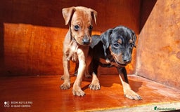 Pinscher Miniatura perros en venta: PINSCHER MINIS // COMPLETAMENTE SOCIALIZADOS - Anuncio 4