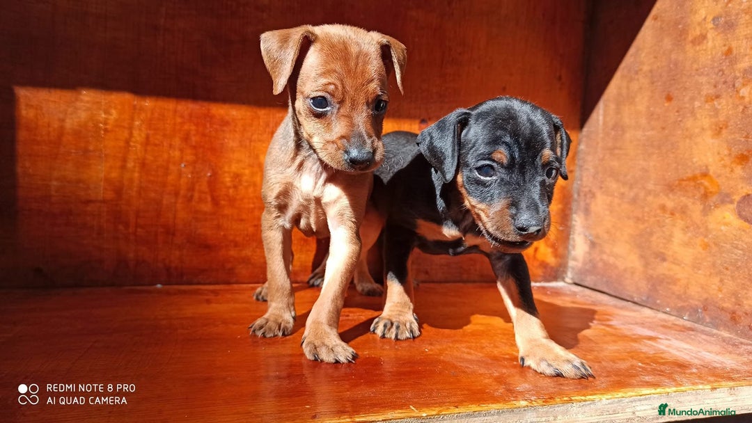 Pinscher Miniatura perros en venta: PINSCHER MINIS // COMPLETAMENTE SOCIALIZADOS - Anuncio 4