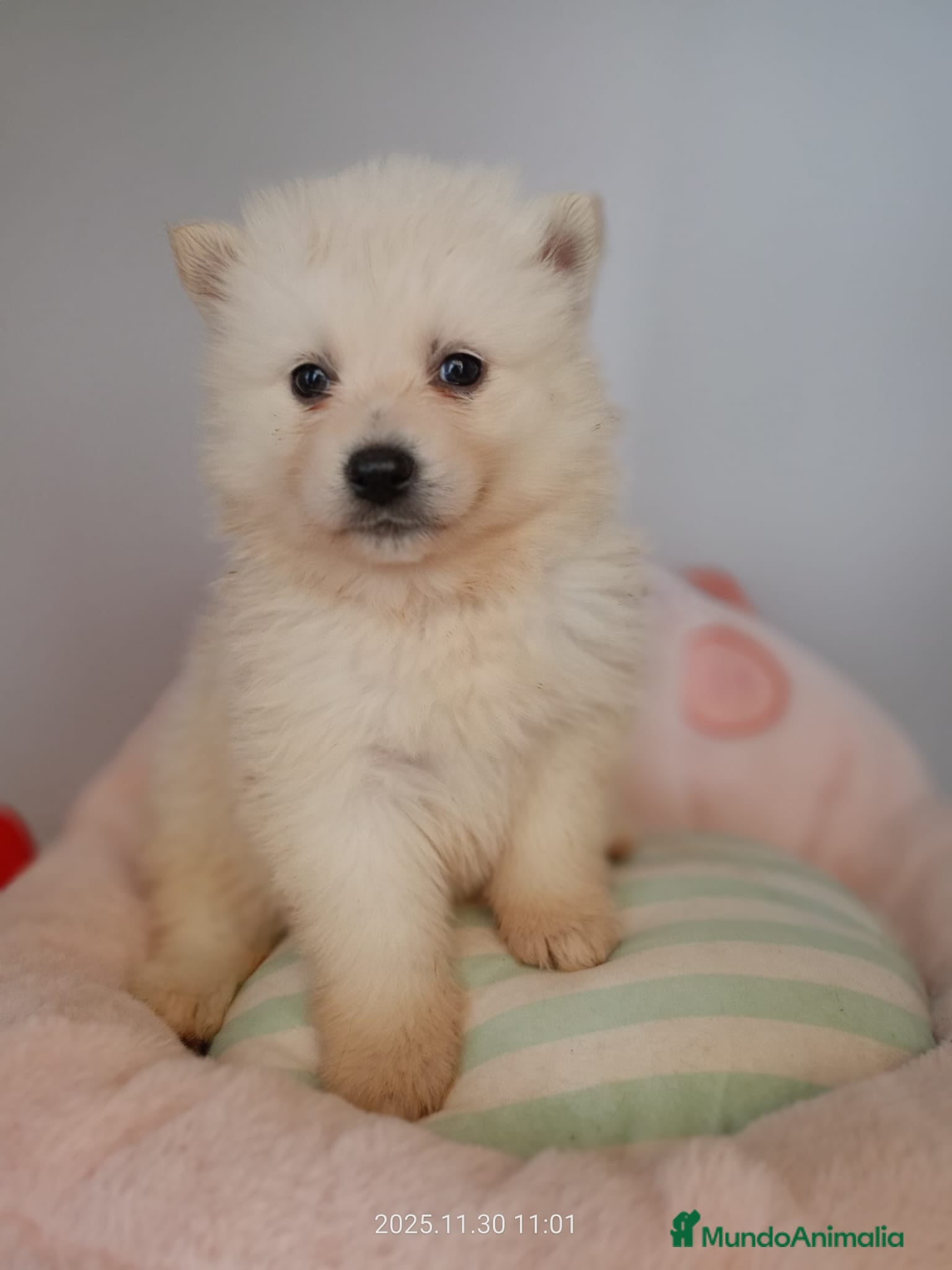 Pomsky perros POMSKY BLANCO - Anuncio 1
