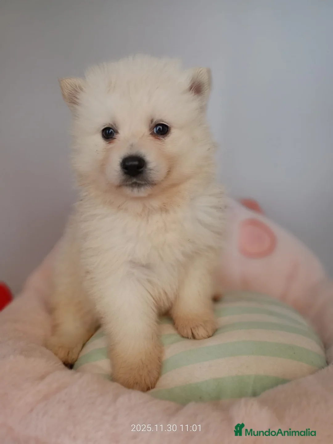 Pomsky perros en venta: POMSKY BLANCO - Anuncio 1