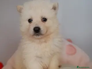 Pomsky perros POMSKY BLANCO - Anuncio 1