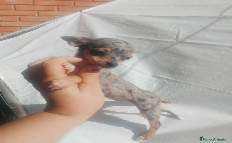Chihuahua perros - Anuncio 14