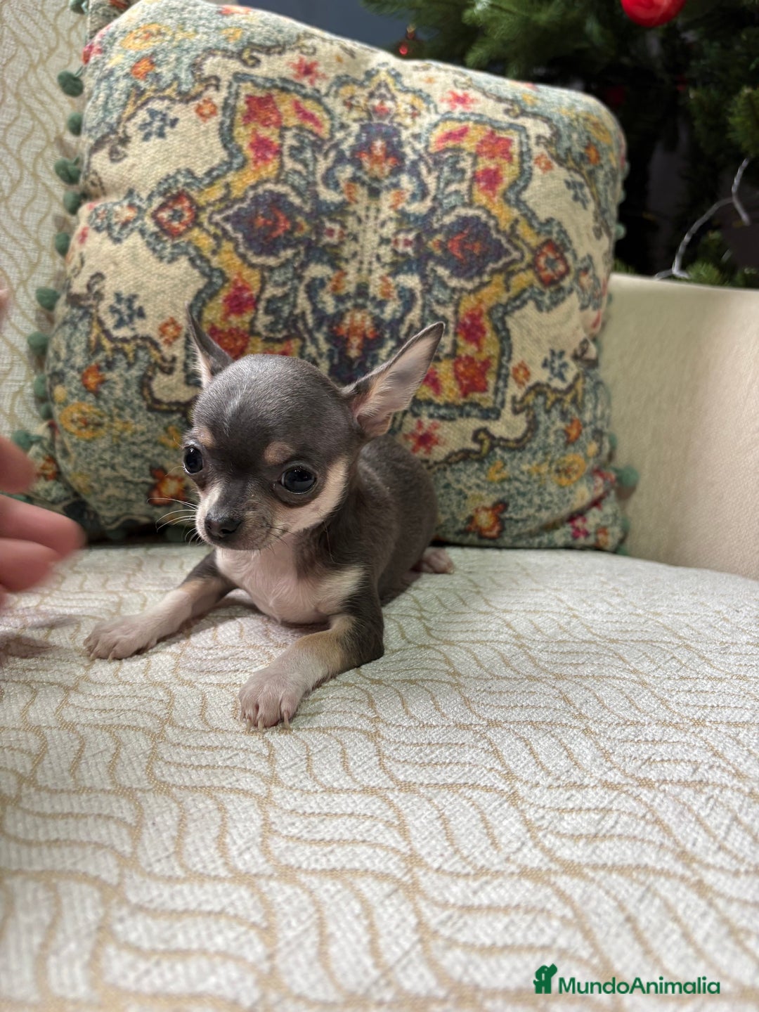 Chihuahua perros en venta: Chihuahua mini Toy hembra blue tri - Anuncio 11