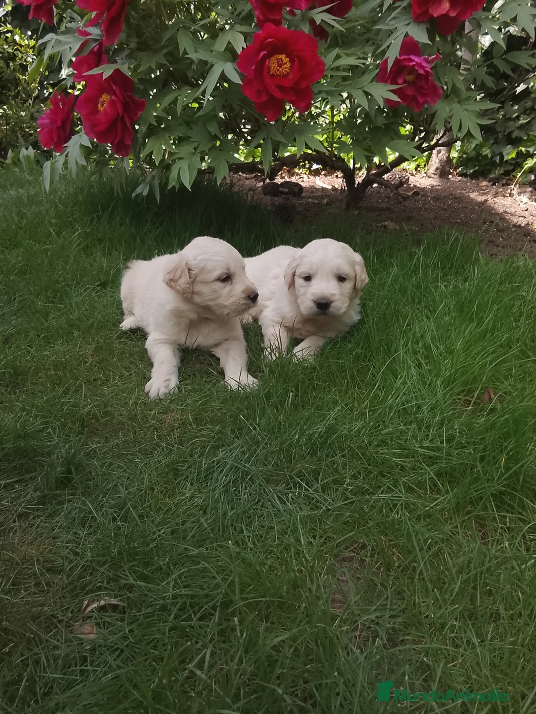 Golden Retriever perros en venta: Cacharros de golden retriever  - Anuncio 2