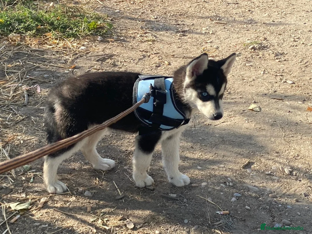 Husky Siberiano perros en venta: Perritas husky preciosas  - Anuncio 1