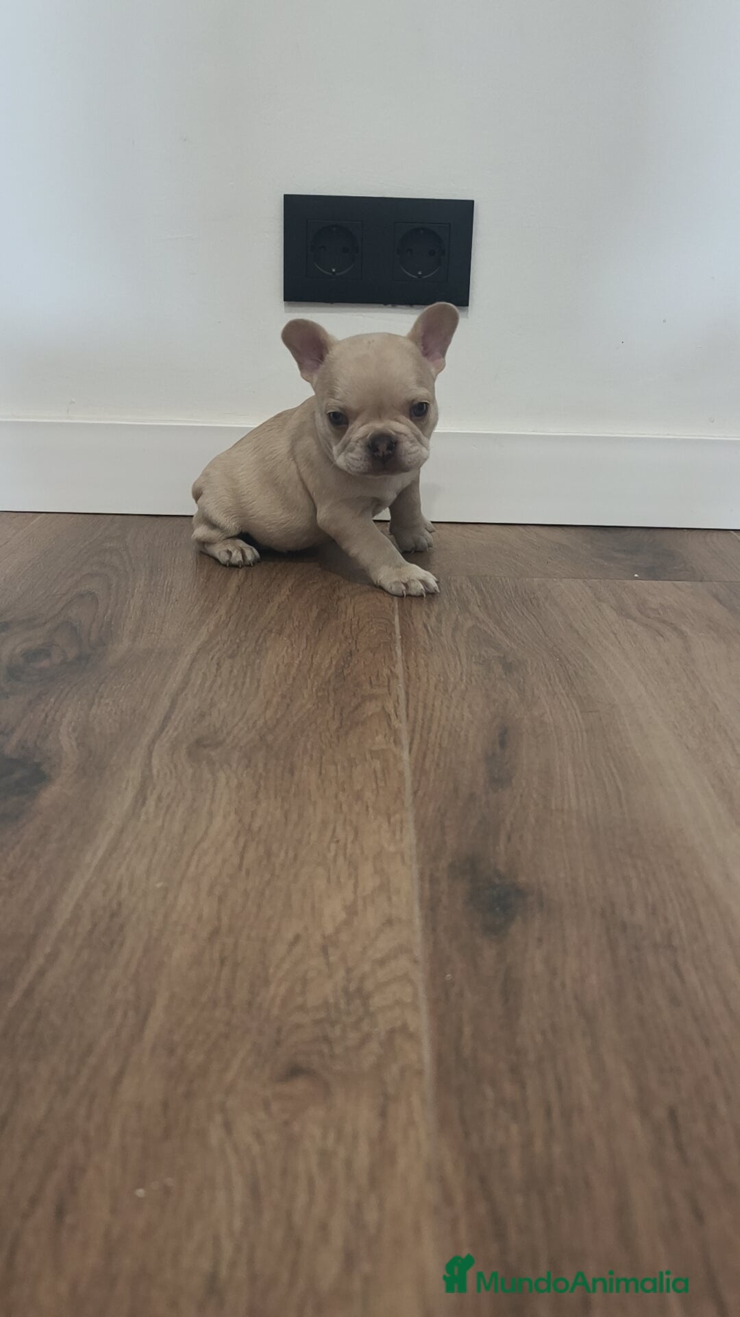 Bulldog Francés perros en venta: Bulldog Francés Macho ojos azules espectacular!!! - Imagen 1